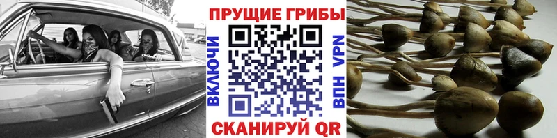 даркнет сайт  Камбарка  OMG вход  Галлюциногенные грибы GOLDEN TEACHER 
